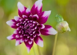 Oryginalny obrazek