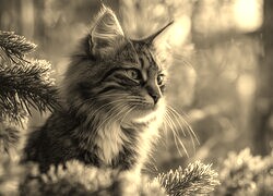 Sepia