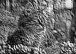 Skamielina
