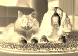 Sepia + Negatyw