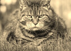 Szary + Sepia