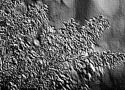 Skamielina