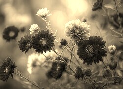 Szary + Sepia