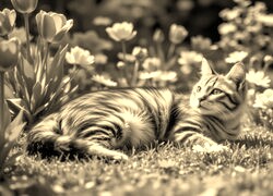 Sepia