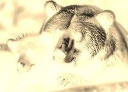 Sepia + Negatyw