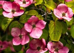 Oryginalny obrazek