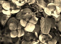 Szary + Sepia