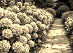 Szary + Sepia