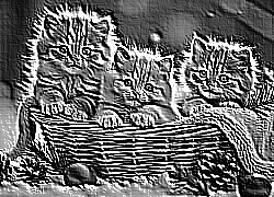 Skamielina