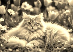 Szary + Sepia