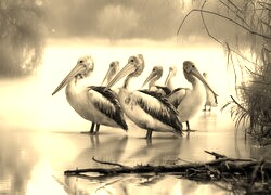 Szary + Sepia