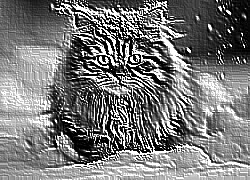 Skamielina