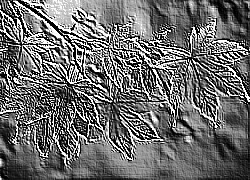 Skamielina