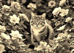 Szary + Sepia