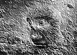 Skamielina