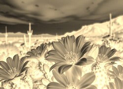 Sepia + Negatyw