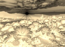 Sepia + Negatyw