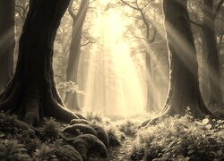 Sepia