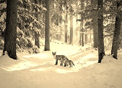 Szary + Sepia