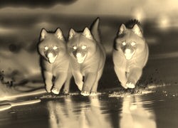 Sepia + Negatyw
