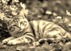 Szary + Sepia