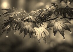 Szary + Sepia