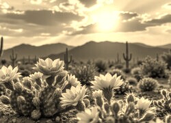 Sepia