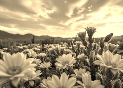 Szary + Sepia
