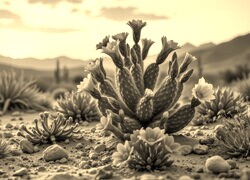 Szary + Sepia