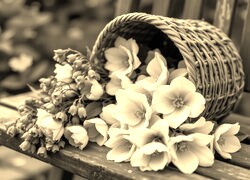 Szary + Sepia