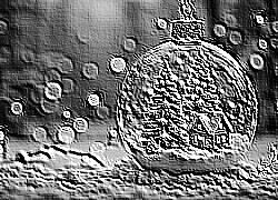 Skamielina