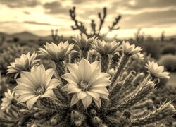 Szary + Sepia