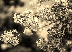 Szary + Sepia