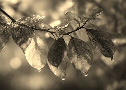 Szary + Sepia
