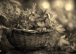 Szary + Sepia