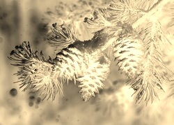 Sepia + Negatyw