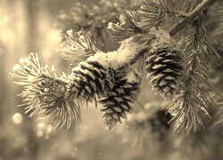 Szary + Sepia