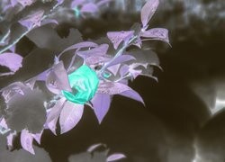 Negatyw
