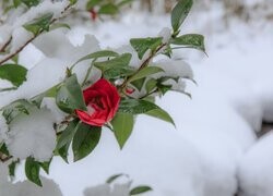 Oryginalny obrazek