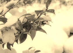 Szary + Sepia