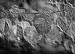 Skamielina