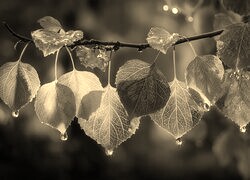 Szary + Sepia