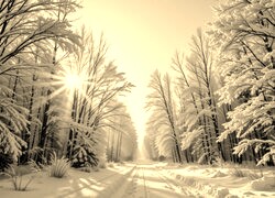 Szary + Sepia