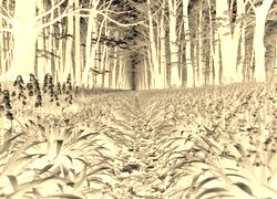 Sepia + Negatyw