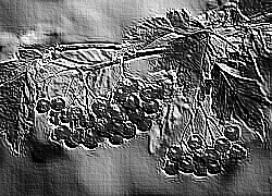 Skamielina