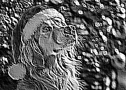 Skamielina