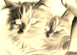 Sepia + Negatyw