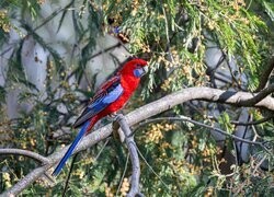 Oryginalny obrazek