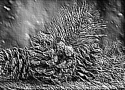 Skamielina