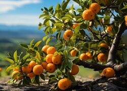 Oryginalny obrazek